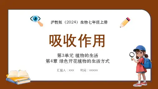 沪教版七年级生物上册《吸收作用》教学课件