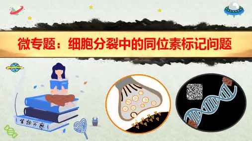 2023届高三生物二轮复习课件微专题-细胞分裂中的同位素标记