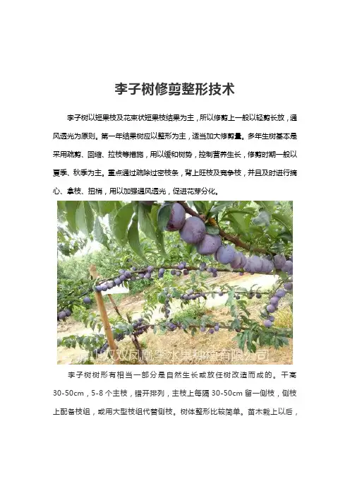 李子树修剪整形技术