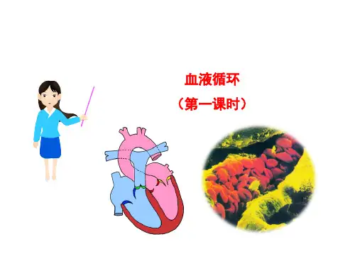 九年级上科学《体内物质的运输》PPT完美课件浙教版