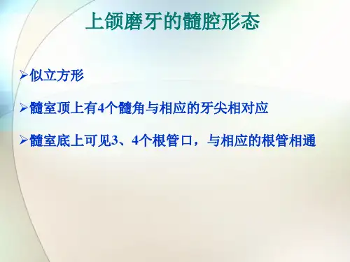 上、下颌磨牙的髓腔形态及乳牙髓腔形态第二部分ppt参考课件