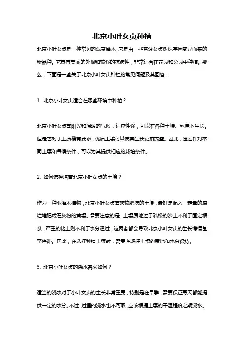 北京小叶女贞种植