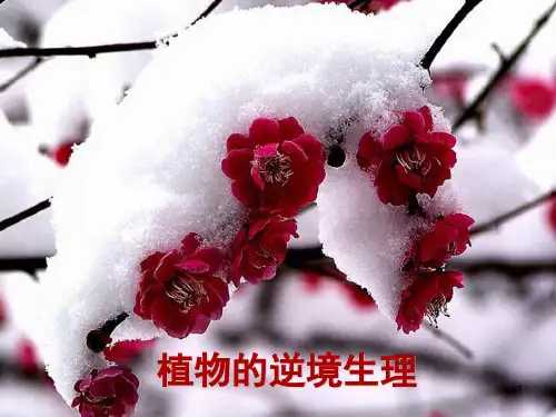 植物在逆境条件下的生理生长