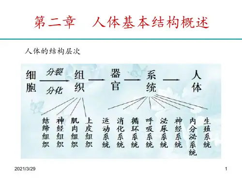 人体解剖生理学优秀课件