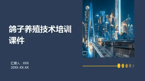 鸽子养殖技术培训课件