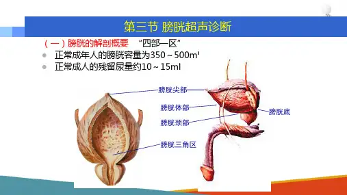 膀胱超声探测技术 膀胱的正常超声表现