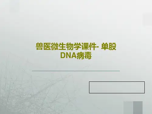 兽医微生物学课件- 单股DNA病毒PPT58页