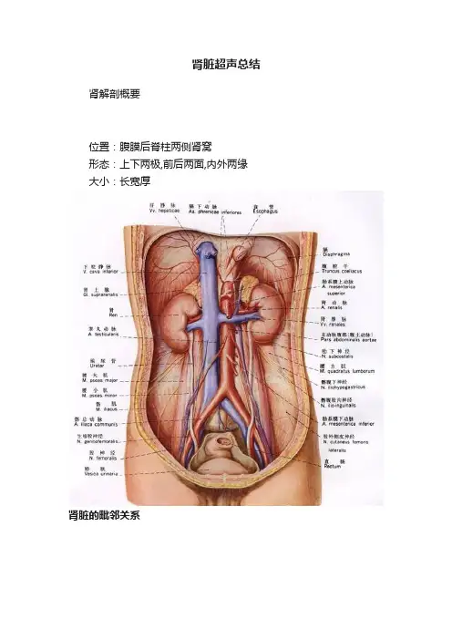 肾脏超声总结