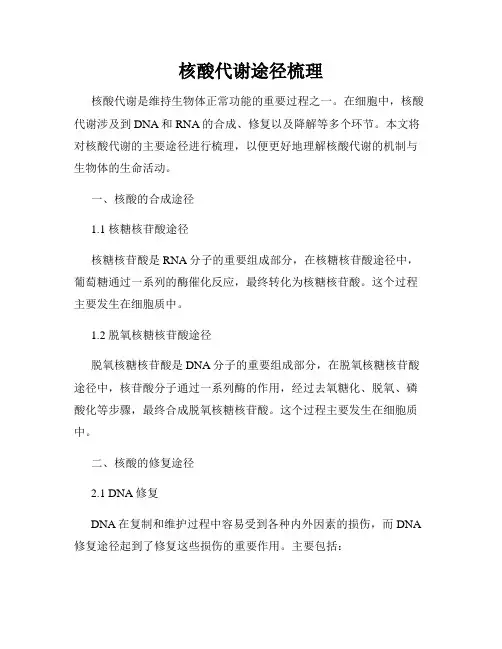 核酸代谢途径梳理