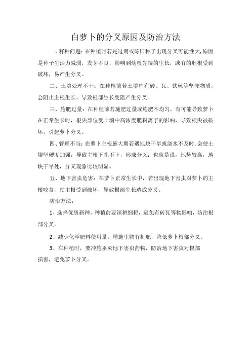 白萝卜的分叉原因及防治方法