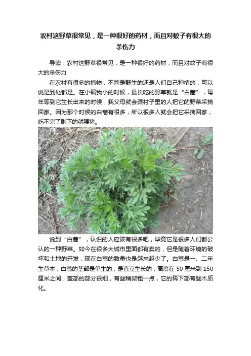 农村这野草很常见，是一种很好的药材，而且对蚊子有很大的杀伤力