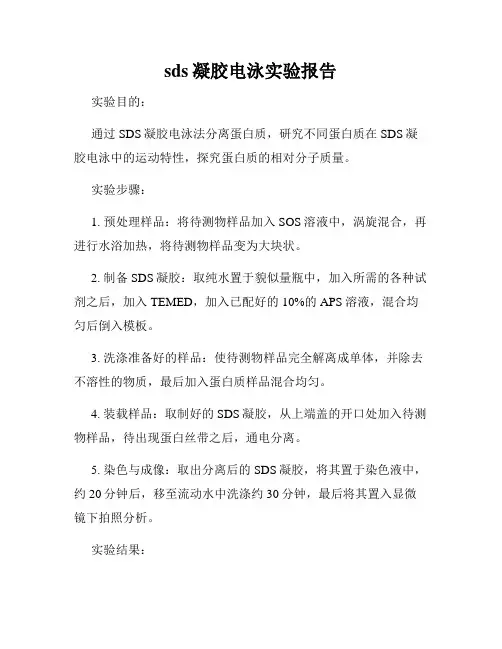 sds凝胶电泳实验报告