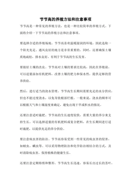 节节高的养殖方法和注意事项
