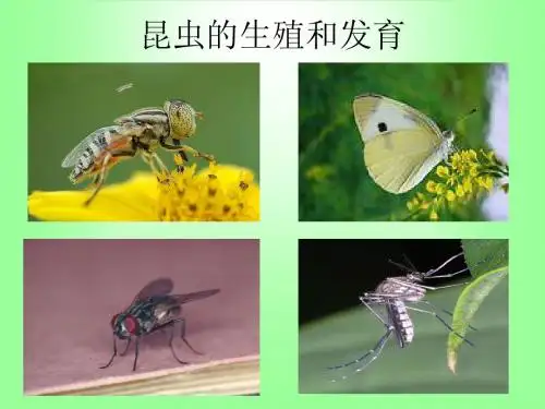 课件 昆虫的生殖和发育