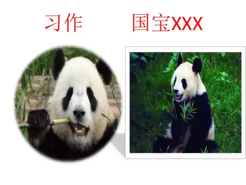 语文三年级下册习作：国宝大熊猫(课件)(共14张PPT)