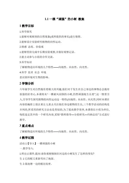 小学科学湘教版六年级上册《1.1 一棵“顽强”的小树》教案