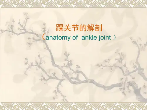 踝关节影像解剖