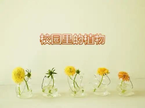 人教鄂版小学科学一年级下册单元复习课件(全册)