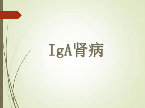 IgA肾病课件---PPT精品课件