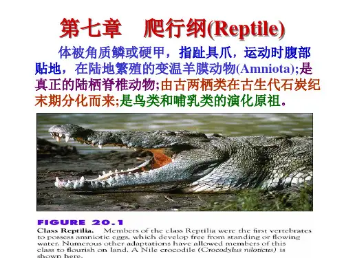 第七章 爬行纲