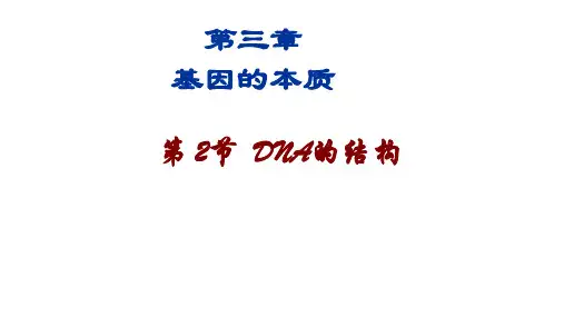 DNA的结构-高一生物课件(人教版2019必修2)