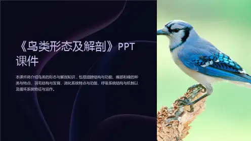 《鸟类形态及解剖》课件