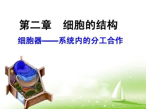 细胞器公开课课件