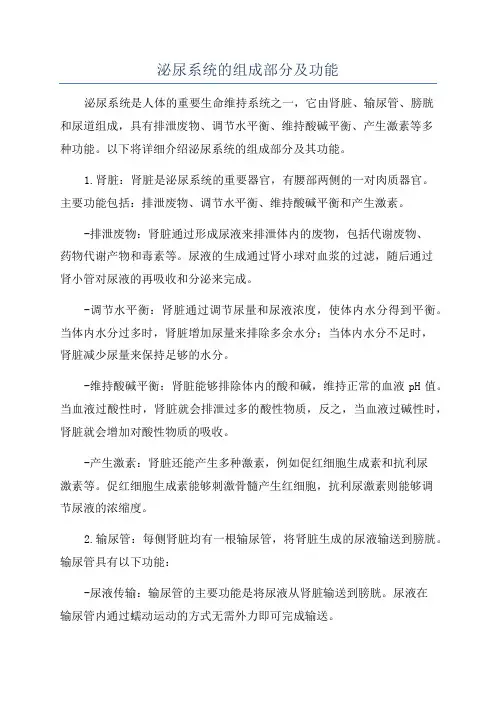 泌尿系统的组成部分及功能