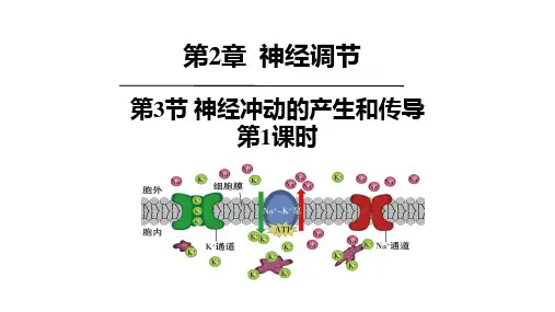 神经冲动的产生和传导+课件高二上学期生物人教版选择性必修1