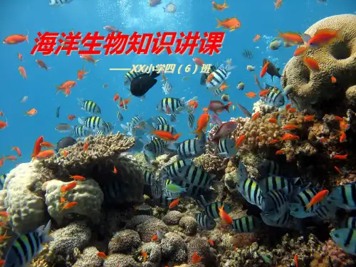小学生海洋生物知识讲课