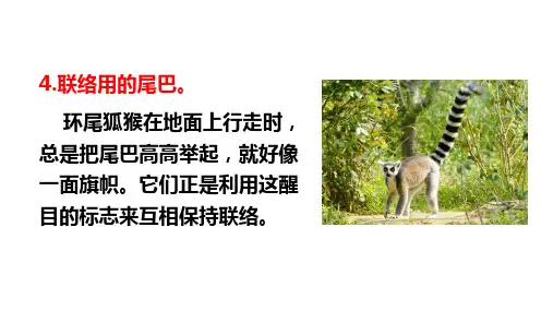 【精品课件】五年级上册语文课件 6.比尾巴(精品)新课标改编版_6-10
