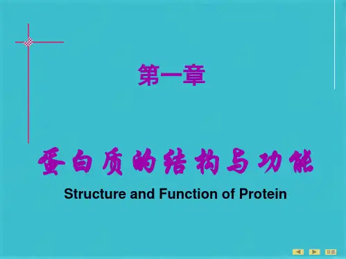生物化学  蛋白质的结构与功能(共113张PPT)