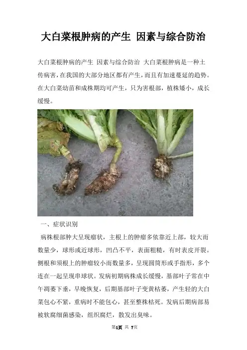 大白菜根肿病的产生 因素与综合防治