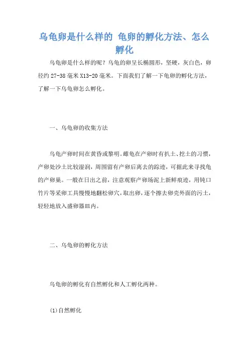 乌龟卵是什么样的 龟卵的孵化方法、怎么孵化