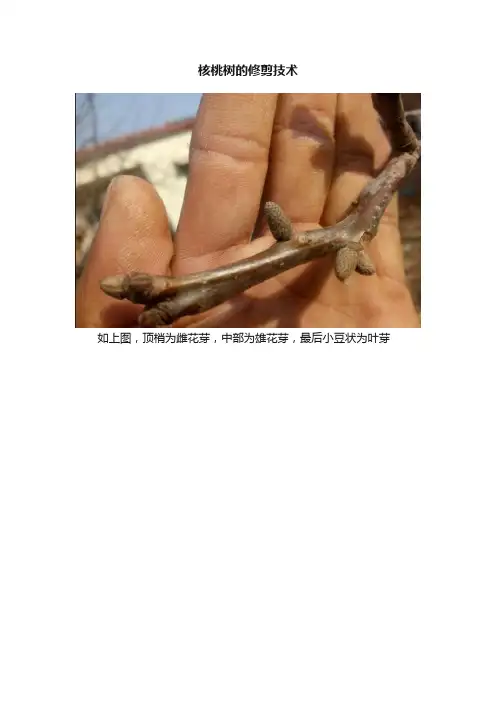 核桃树的修剪技术