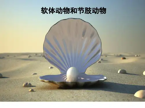 初中八年级上册生物《软体动物和节肢动物》课件