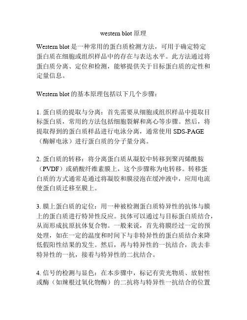 western blot 原理