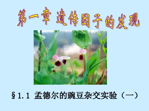 高中生物必修2第1章 遗传因子的发现