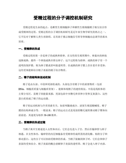 受精过程的分子调控机制研究