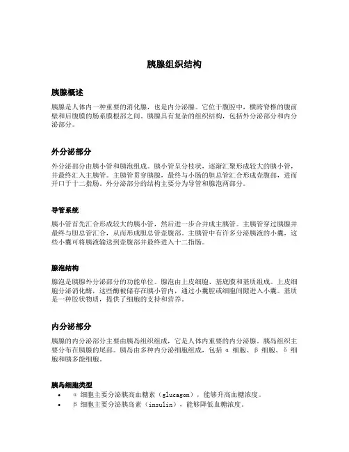 胰腺组织结构