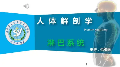 淋巴系统人体解剖学
