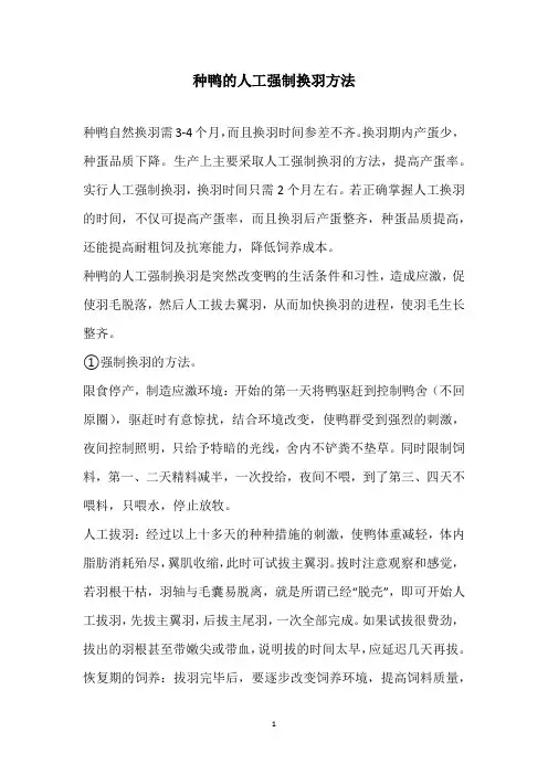 种鸭的人工强制换羽方法