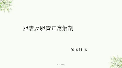 胆囊及胆管解剖课件