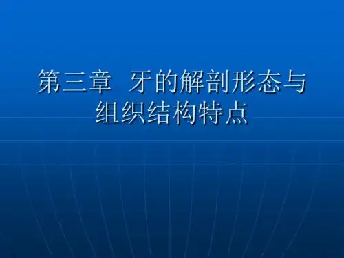牙的解剖形态与组织结构特点