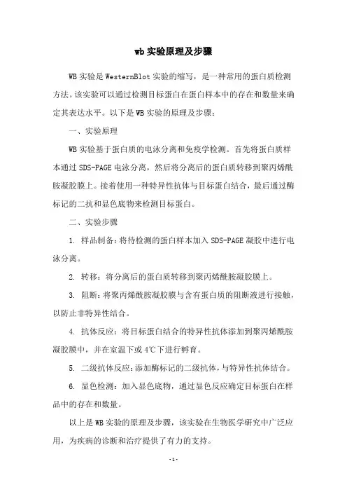 wb实验原理及步骤