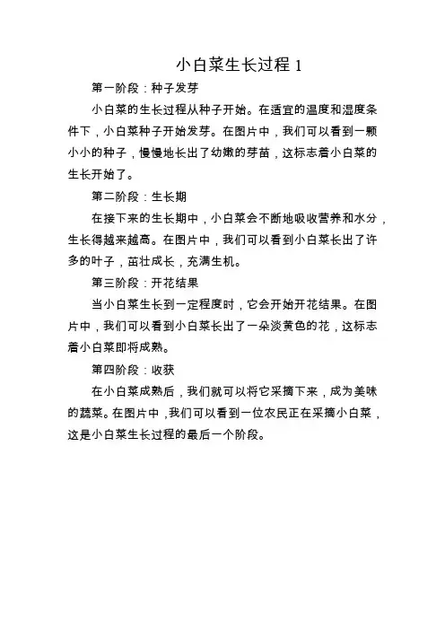 小白菜生长过程1