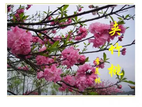 小学六年级下学期语文《夹竹桃》PPT课件