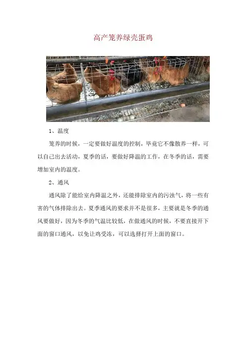 高产笼养绿壳蛋鸡