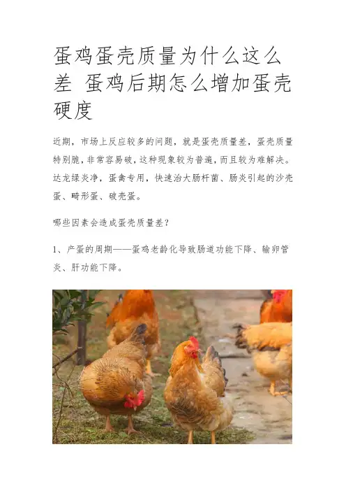 鸡下软蛋蛋壳软(3)