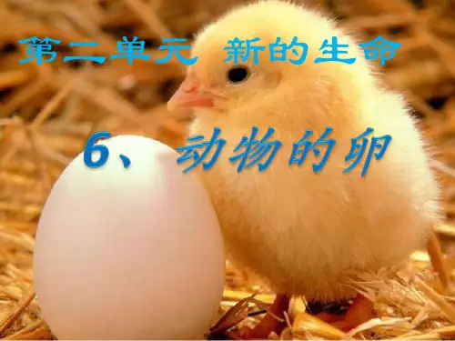 四年级下 动物的卵教科版实用PPT (共27张PPT)